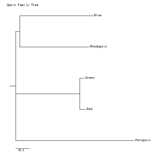 family tree of opsins